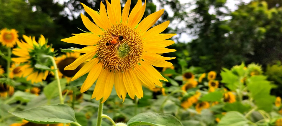 a yellow sunflower is in a large field