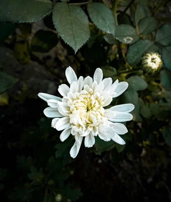 an old fashioned white flower with leaves around it