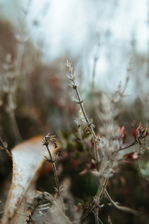 some dry, wilted plants are in front of some trees