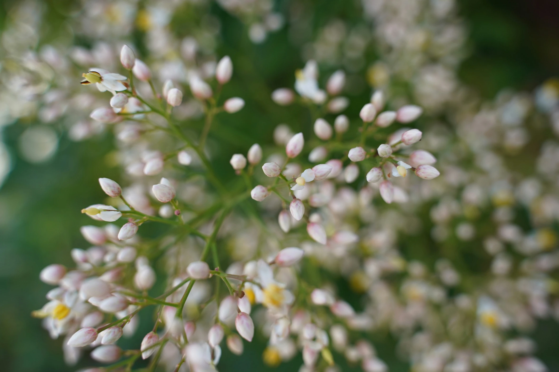 the flower head of a large weed is very tiny