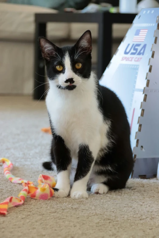 black and white cat sitting on a carpet