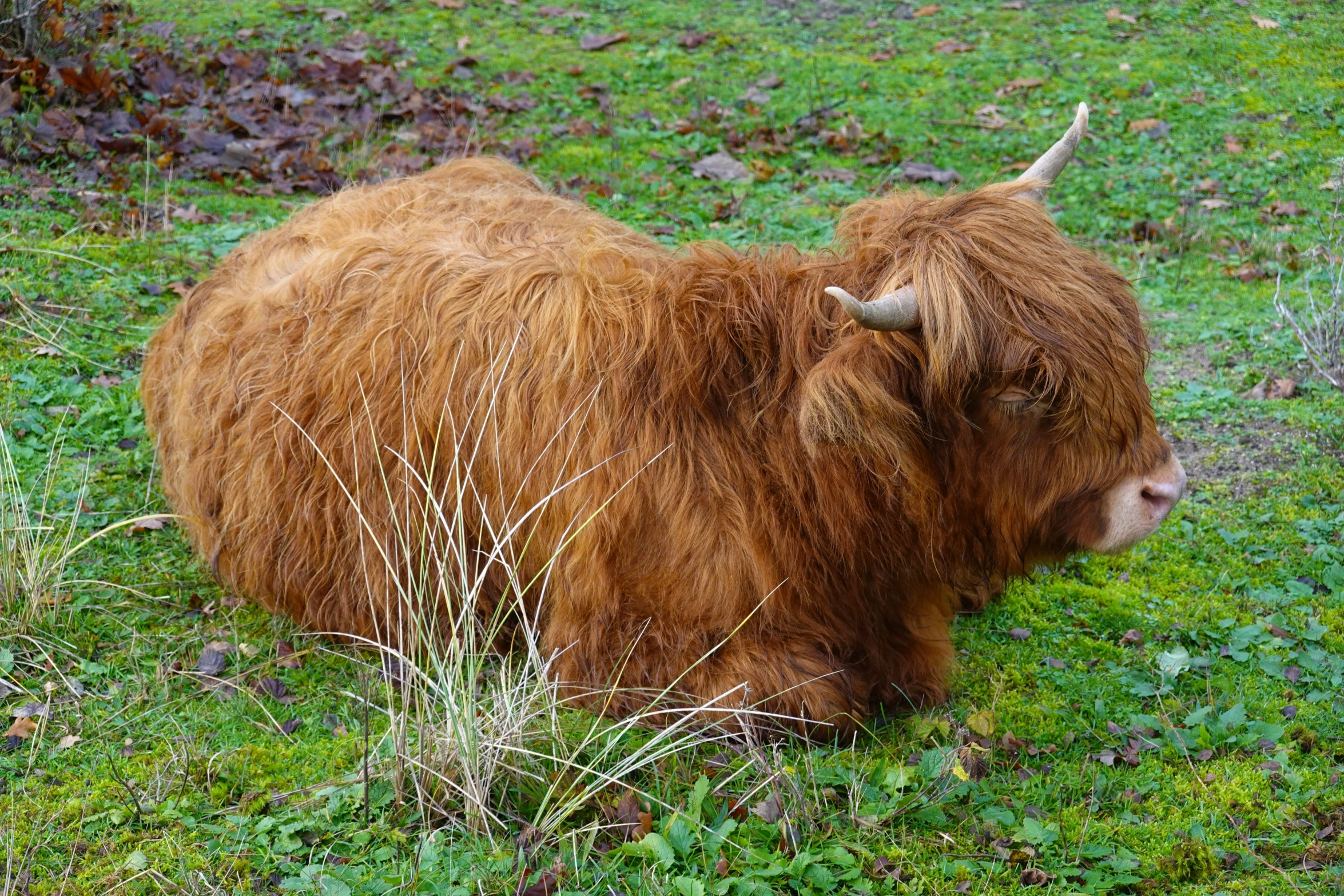 the yak is long and thick, sitting in the grass