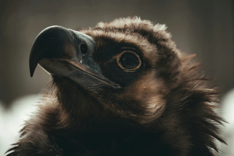 an owl is looking down with a strange face