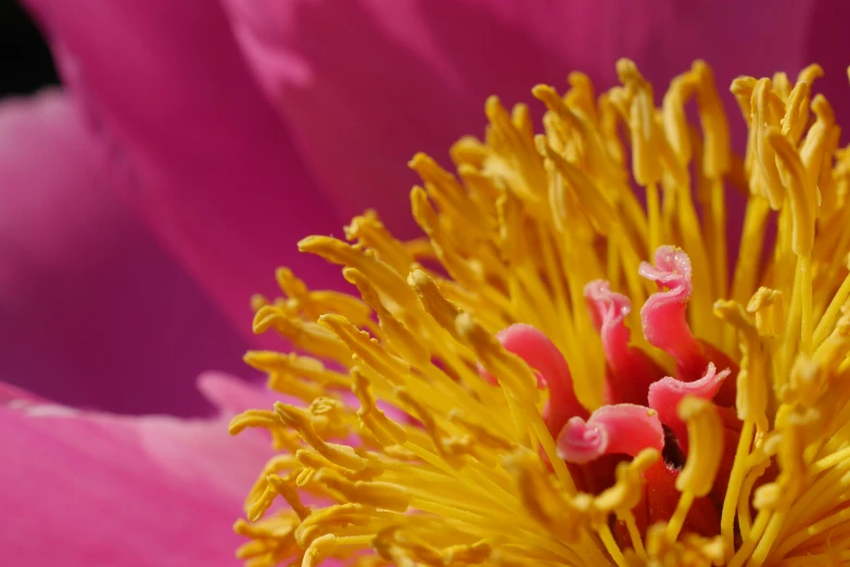 the inside of a pink flower in bloom