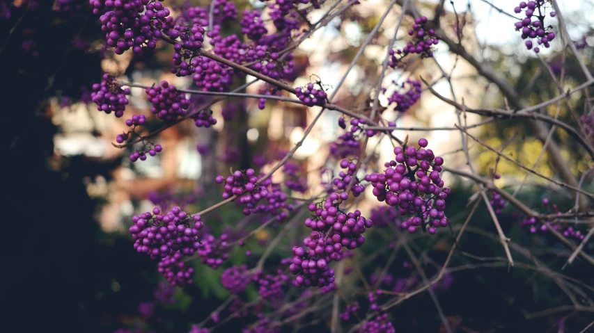 some purple berries on a small tree near some buildings