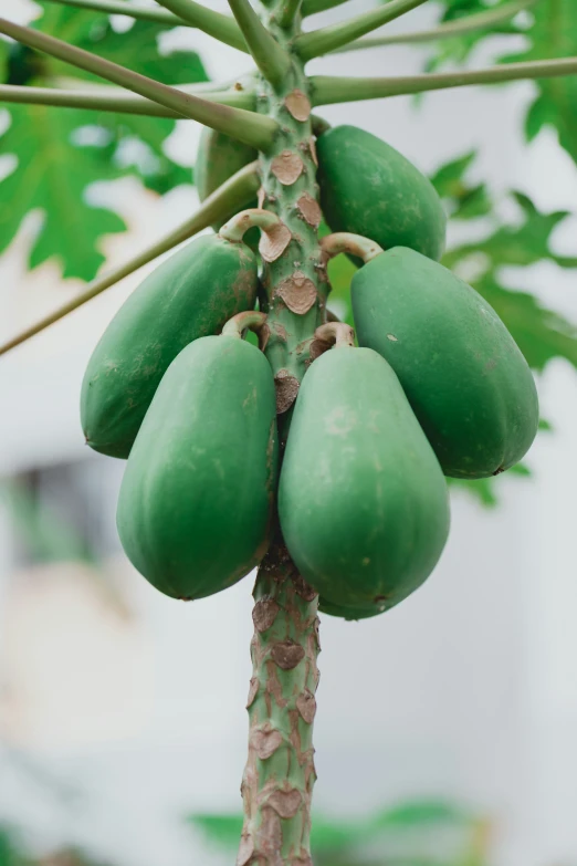 some green fruit that are on the tree