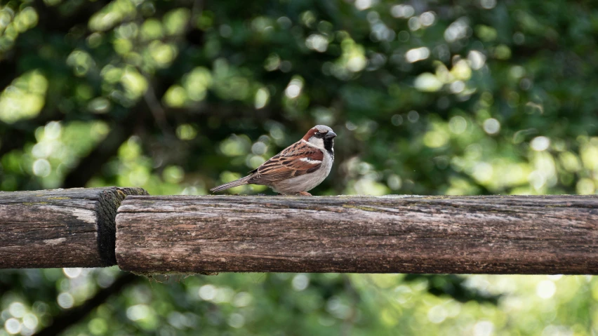 a small bird standing on top of a wooden bar