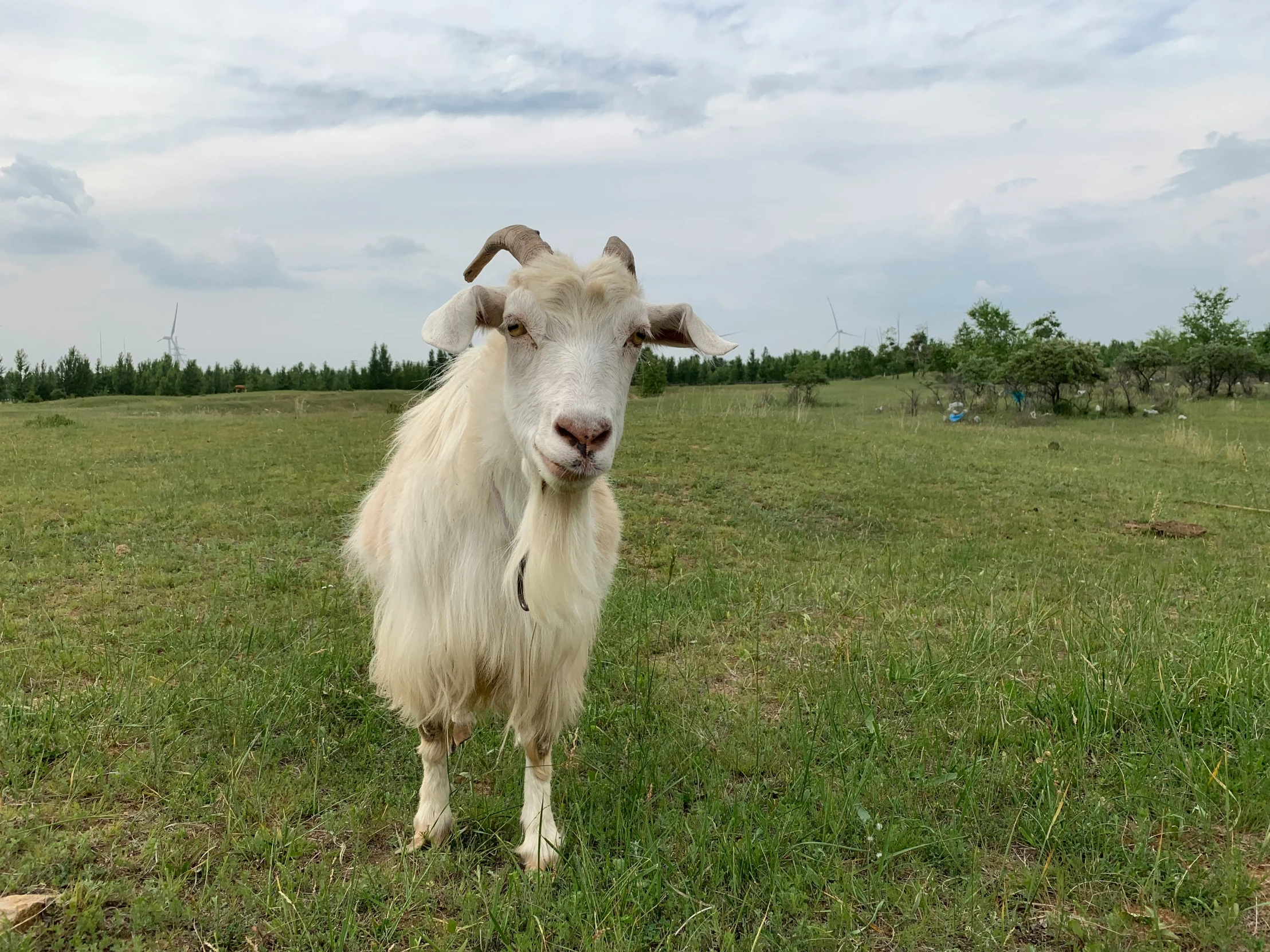 the long horn goat is standing still in a field