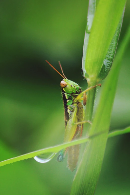 a small grasshopper on green leaf in the rain