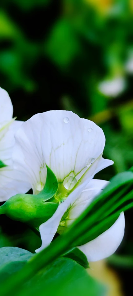 two white flowers with a droplet on the middle of them