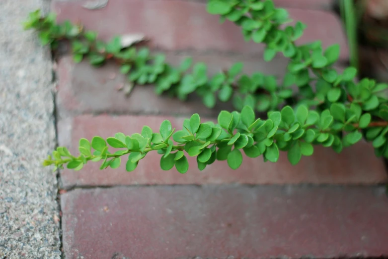 some green leaves on the edge of the stairs