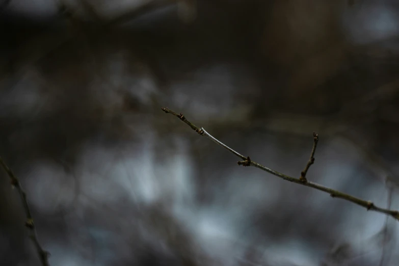 a bird perched on the nch of a tree