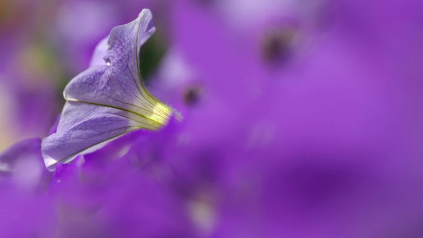 purple and yellow flowers are in bloom in the sun