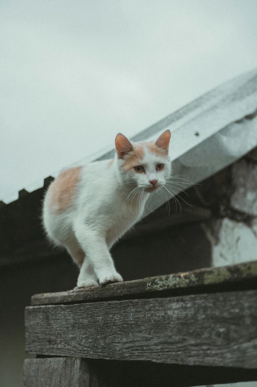 the small white and orange cat is walking on the roof