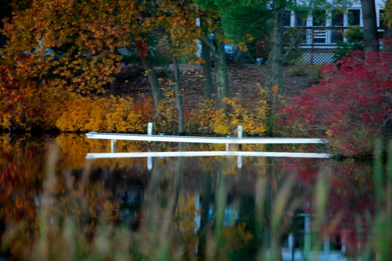 trees surrounding a body of water in autumn