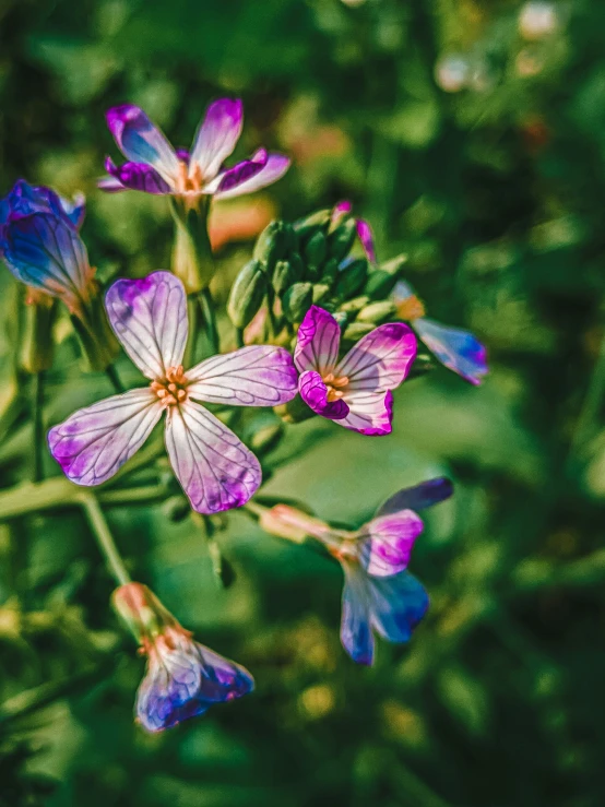 purple flowers blooming through a green grass covered field