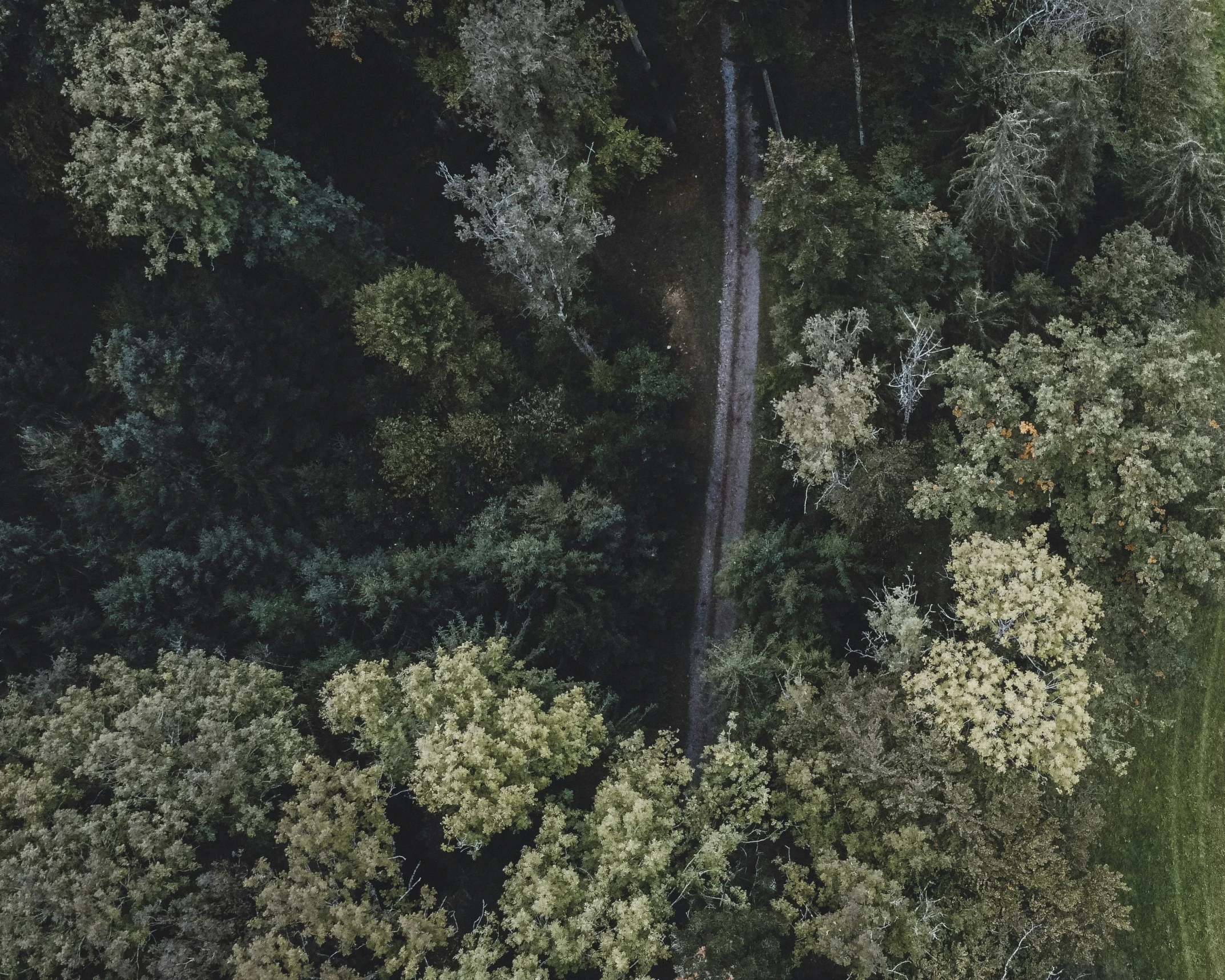 an aerial view of a road through trees