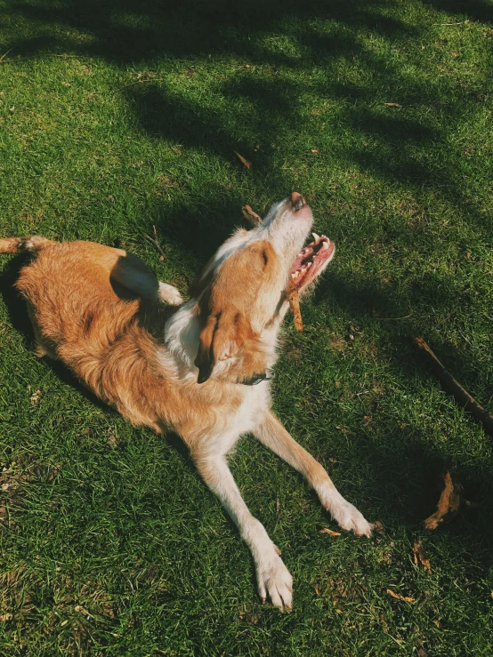 the dog is relaxing on the green grass