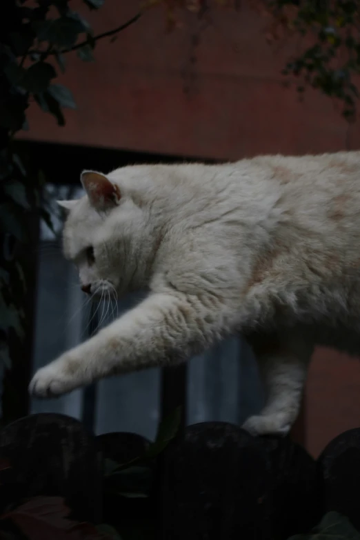 a cat walking on the top of a fence