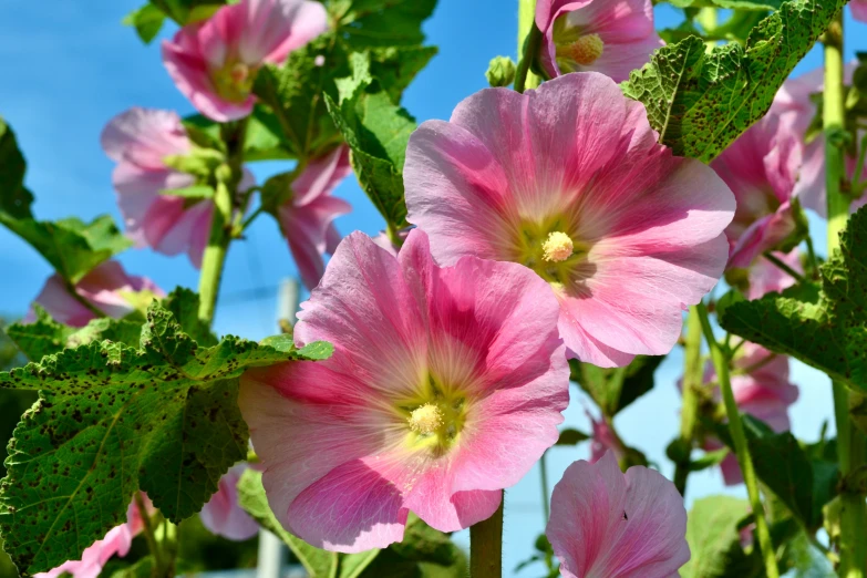 closeup of a bunch of flowers with leaves