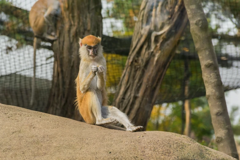 a long - haired monkey sits and watches other monkeys from the nearby distance