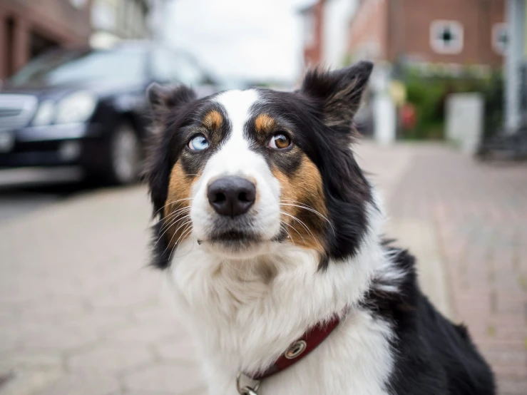 a black and white dog with a red collar looking to the left