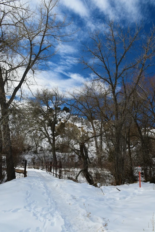 a snowy road leads up to trees with snow on them