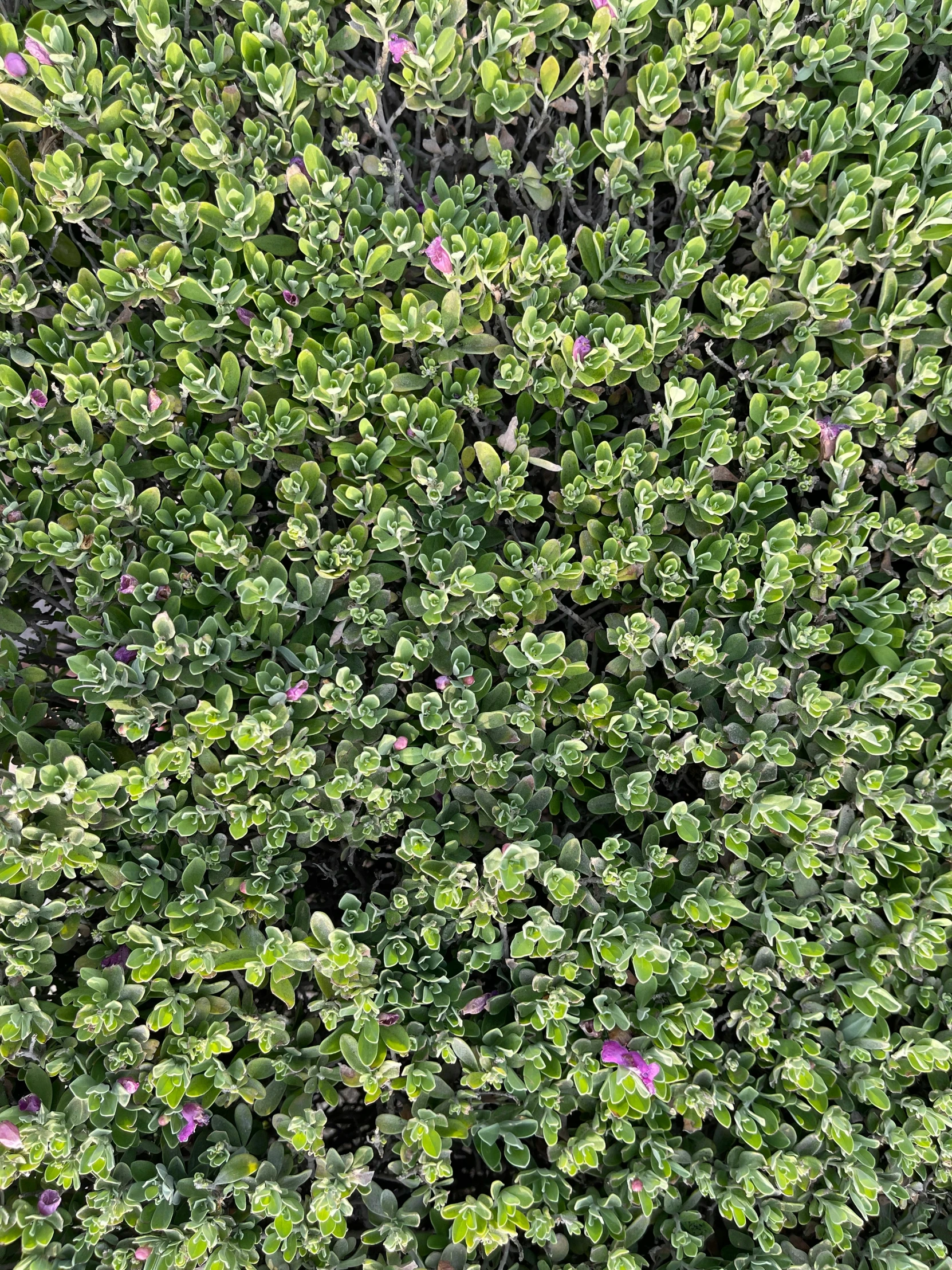 a very pretty looking green plant in a plant pot