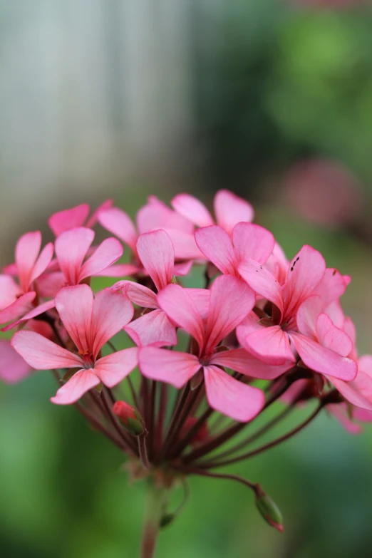 pink flower with small leaves in foreground of blurry background