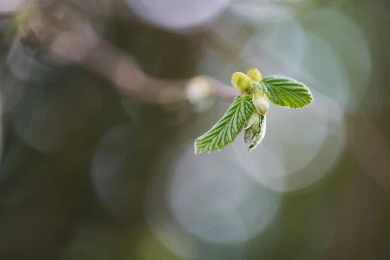 the flowers are getting budding as they grow