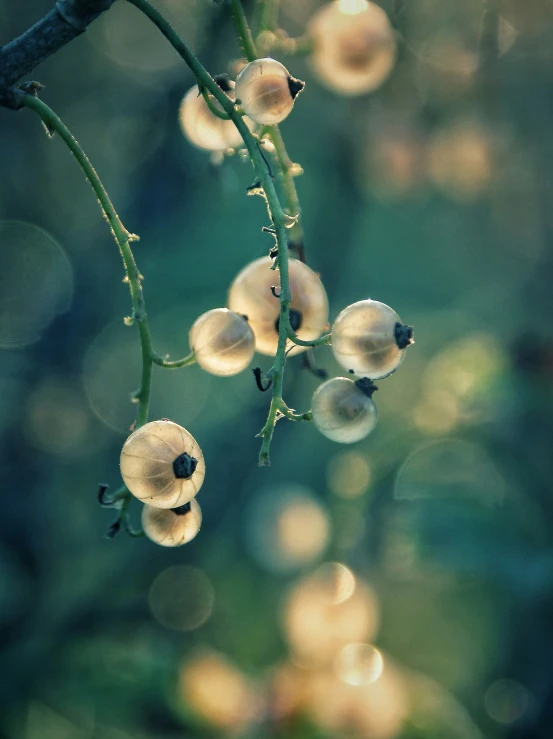 some water droplets sit on the nches of a tree