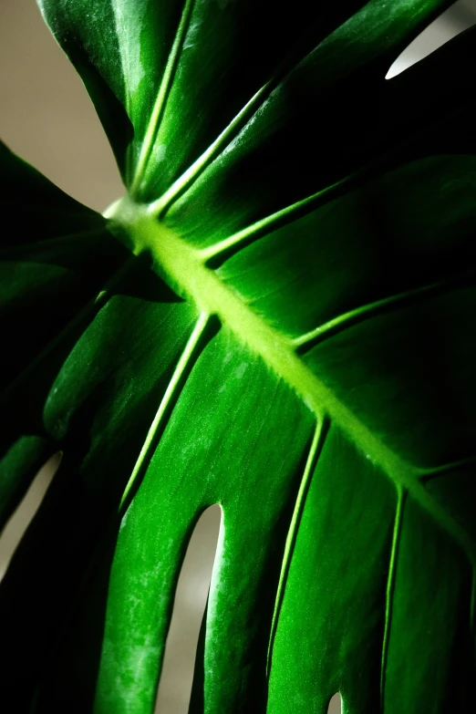 a green leaf with several white spots in the middle of it