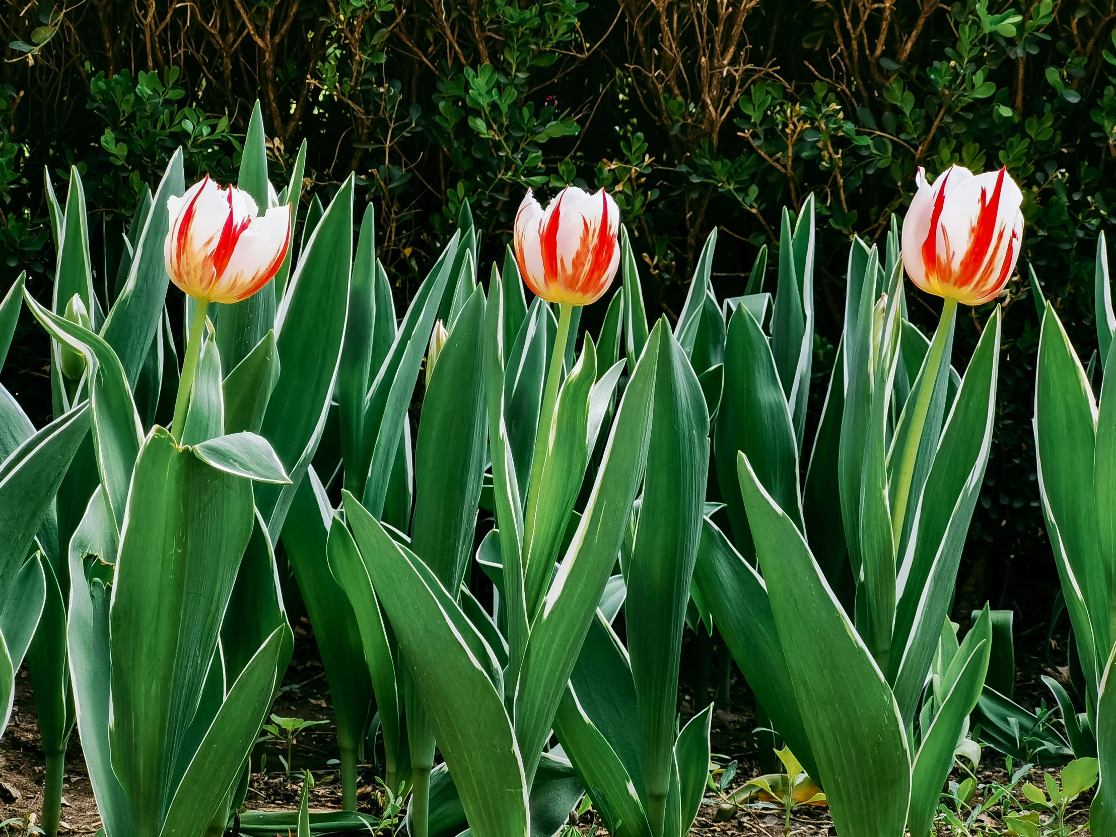 an image of beautiful tulips in a garden