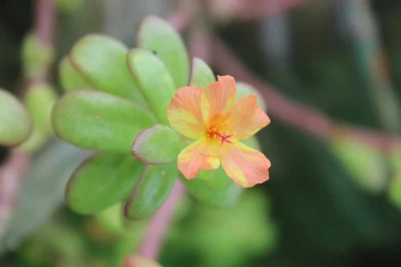 an orange flower with a green and red stem