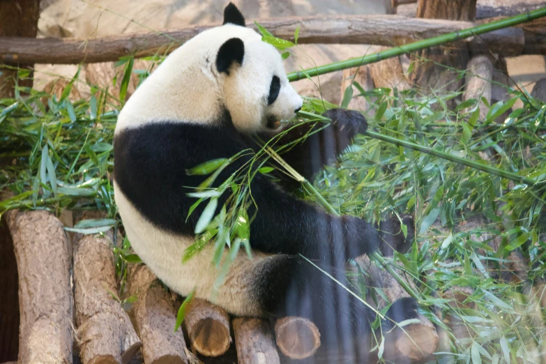 there is a panda bear eating bamboo leaves