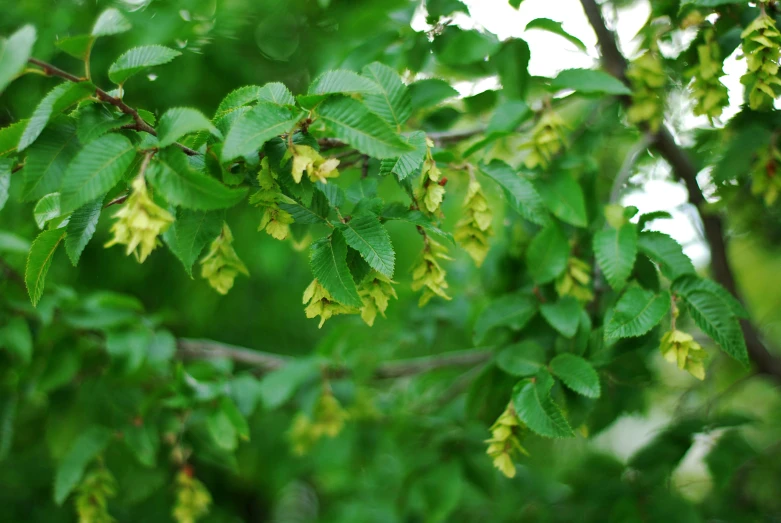 some green leaves on a tree outside