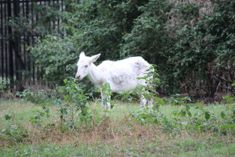 a white goat is standing on the grass