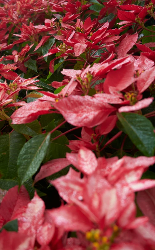 red flowers are shown in the rain near each other