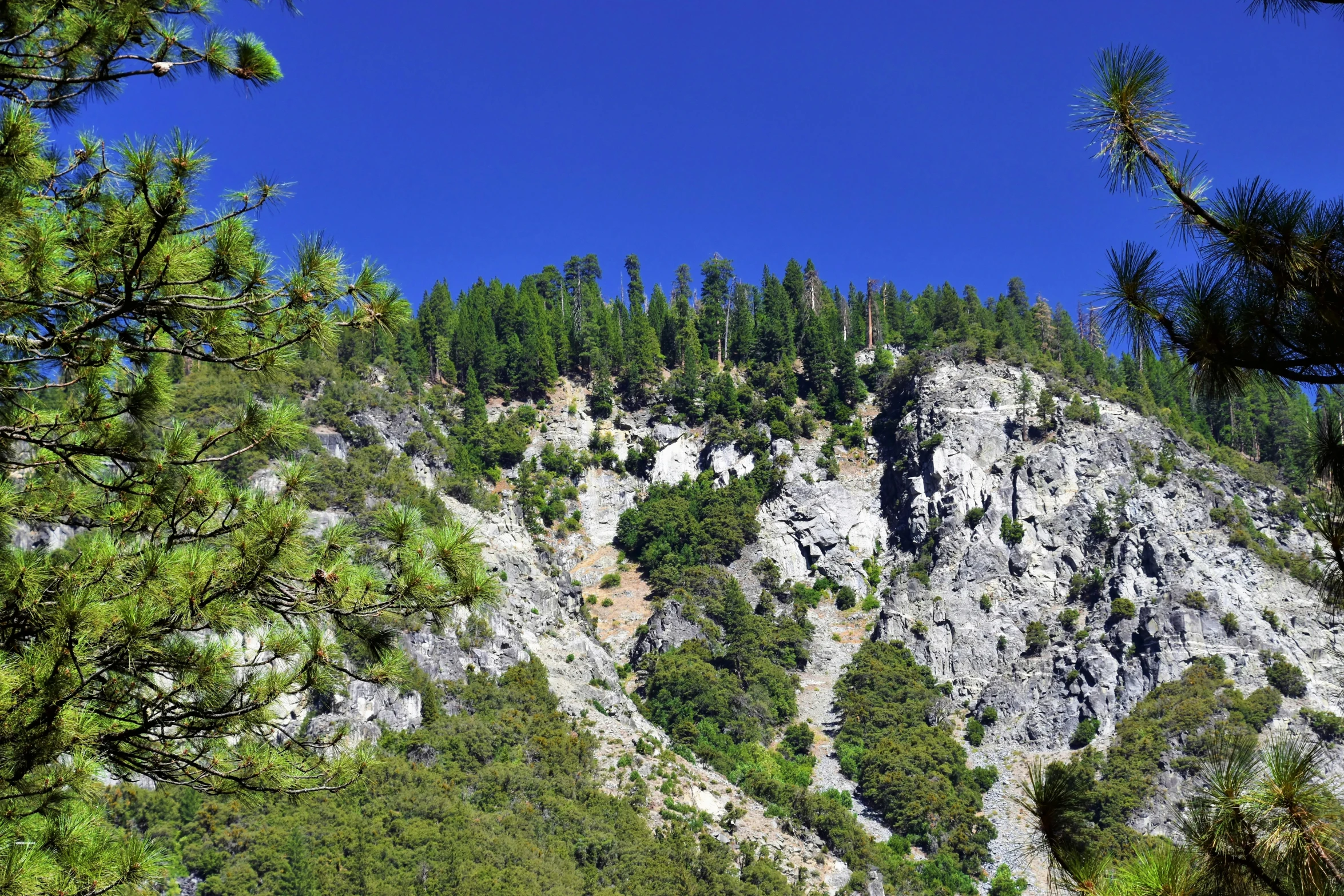 a hillside is surrounded by evergreen trees and rock formations