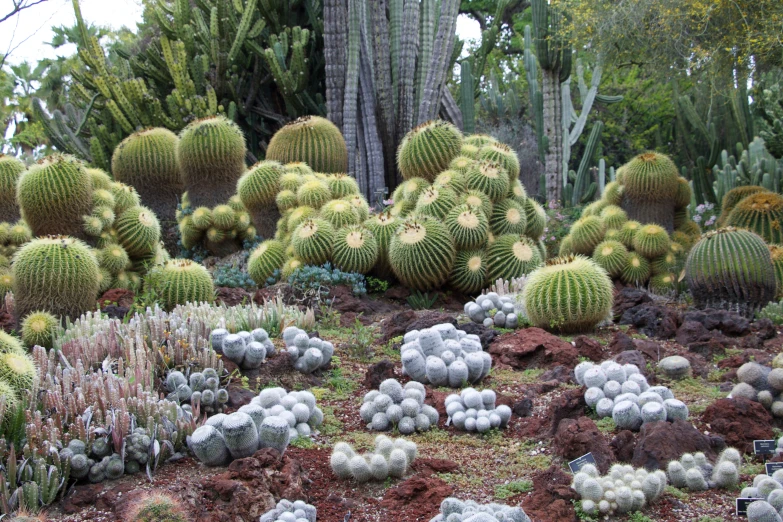 several cacti and succulents are on the ground near the trees