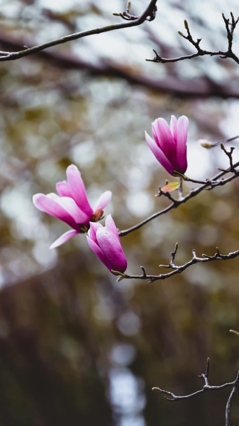 a tree with a bunch of pink flowers on it