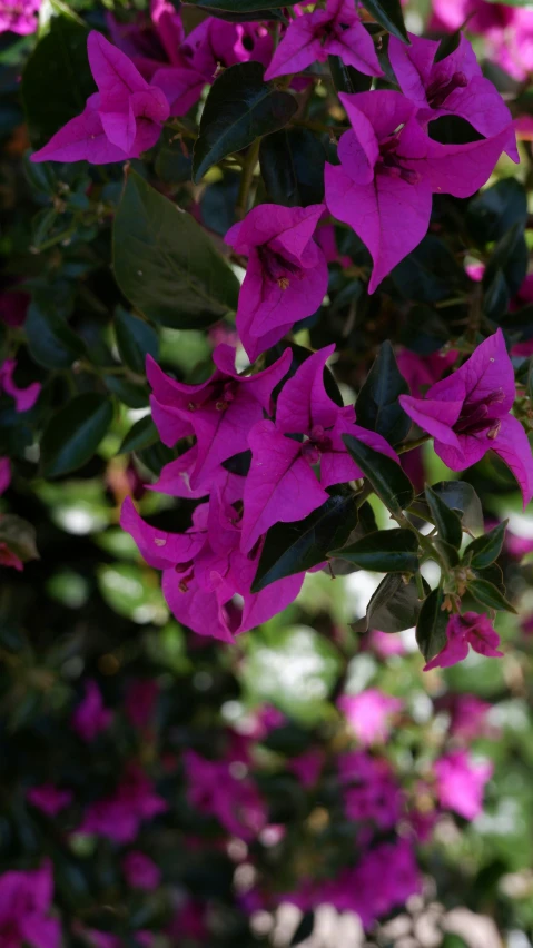 pink flowers are in bloom against green leaves