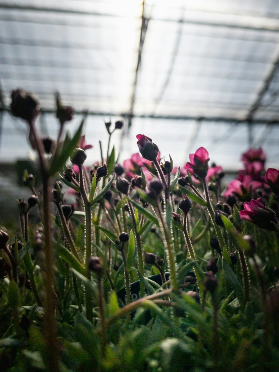 plants are being displayed in an enclosure on a sunny day