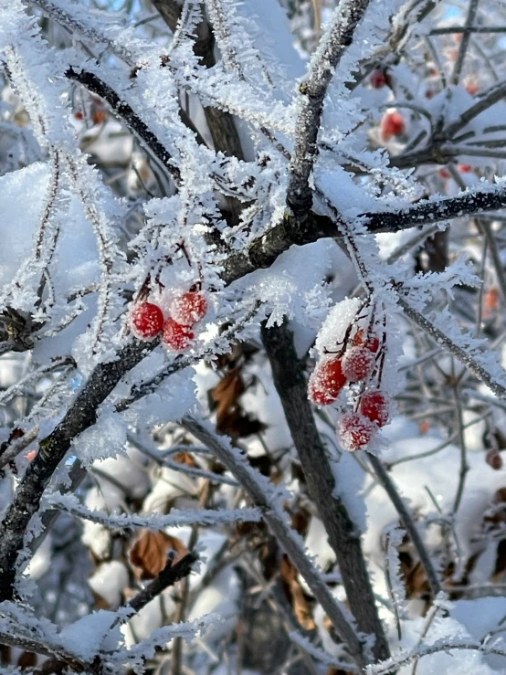 the nches of a bush are covered in snow