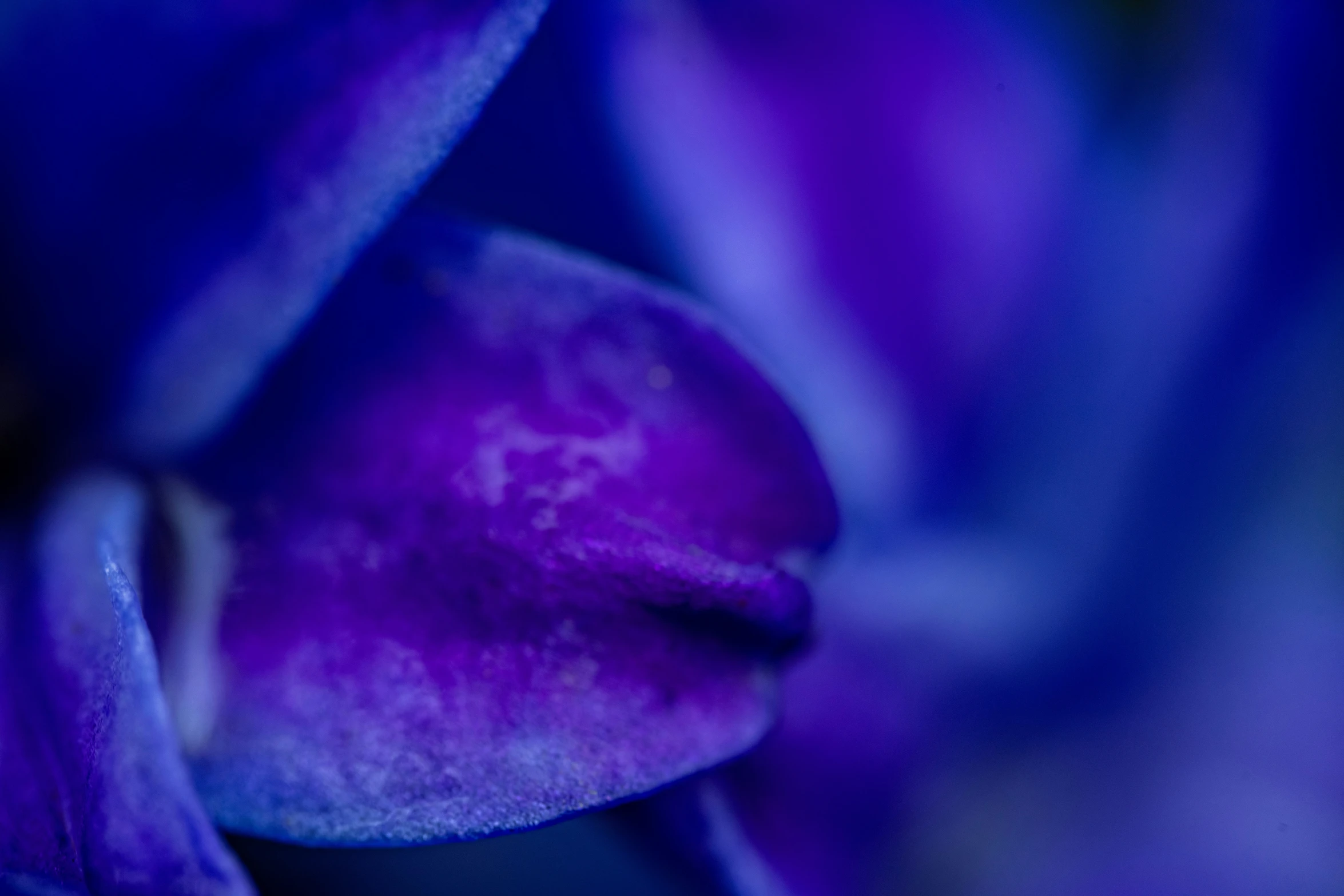 purple flower with blue highlights, soft focus,