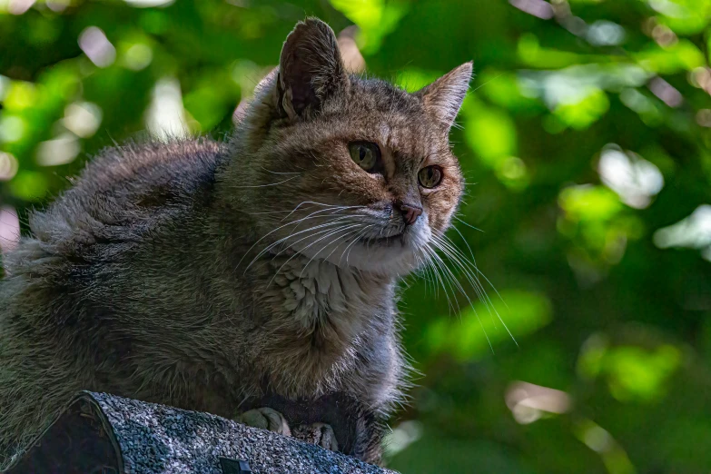 an animal with a very big ear that is looking into the distance