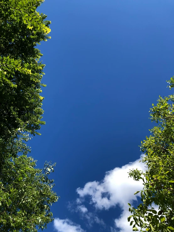 trees are all around as blue sky is in the distance