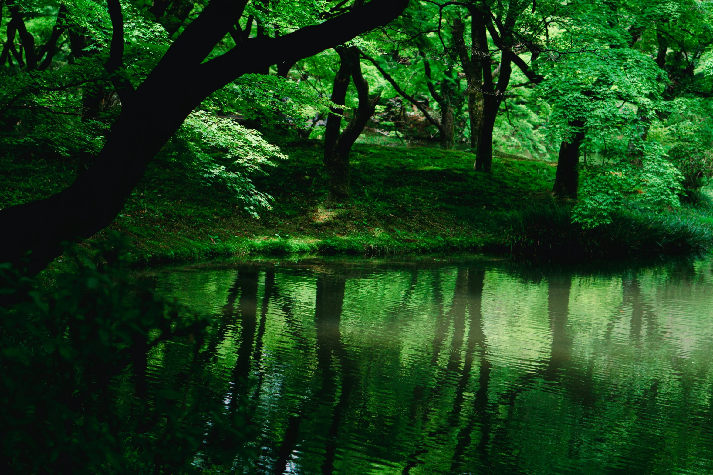 a tree on the bank of a lake in the middle of a forest