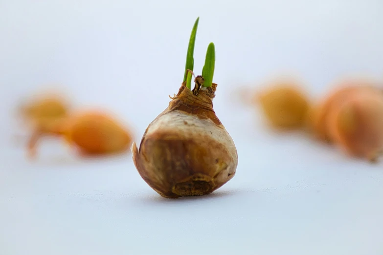 a tiny piece of food that looks like a onion