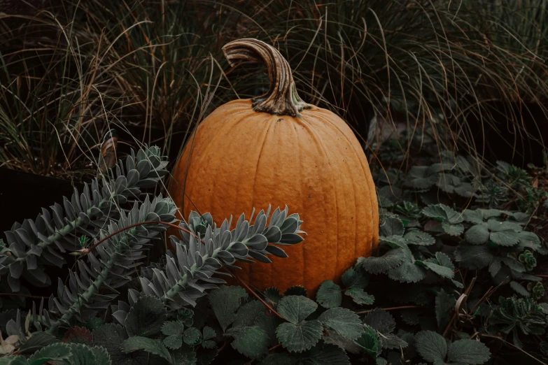 a pumpkin on a bush surrounded by bushes